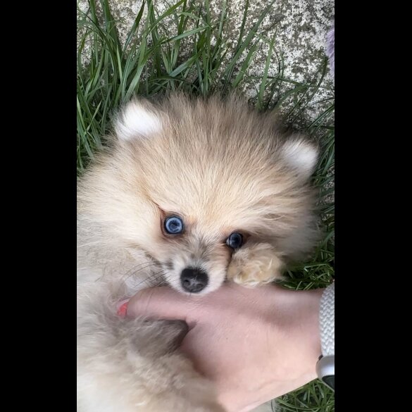 Pomeranian - Dogs