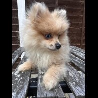 Pomeranian - Dogs