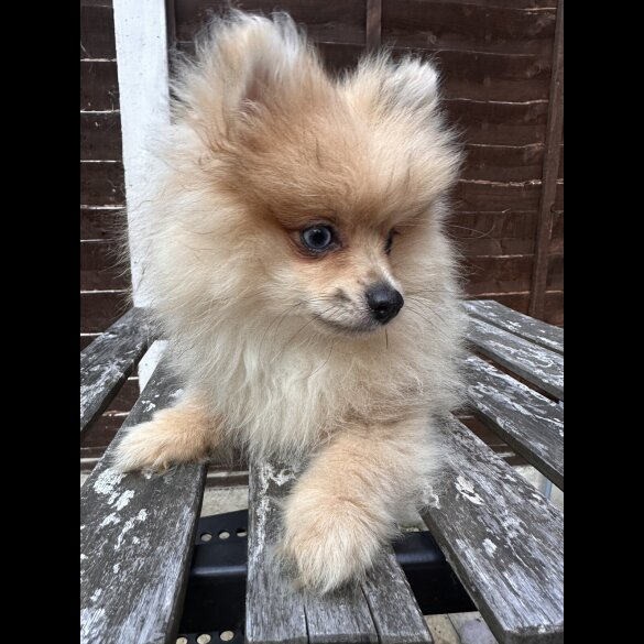 Pomeranian - Dogs