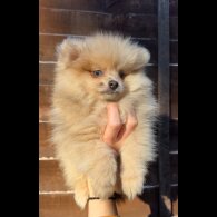Pomeranian - Dogs