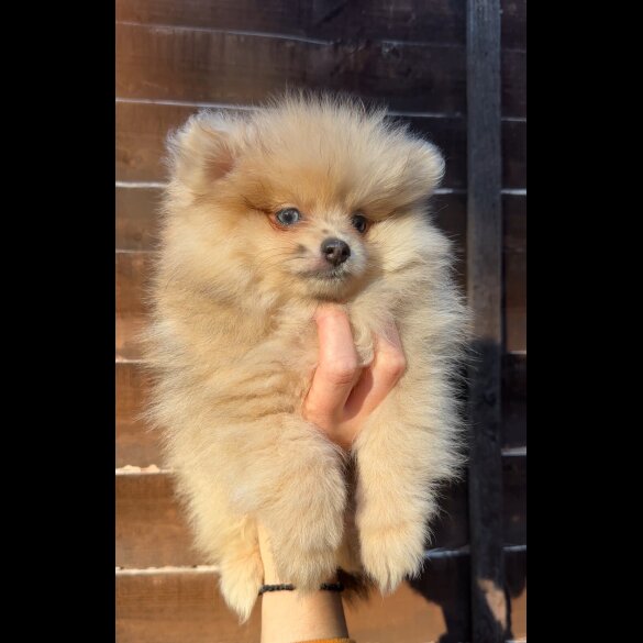 Pomeranian - Dogs