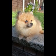 Pomeranian - Dogs