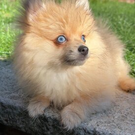 Pomeranian - Dogs
