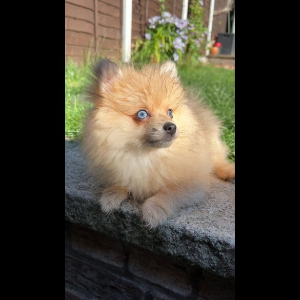 Pomeranian - Dogs