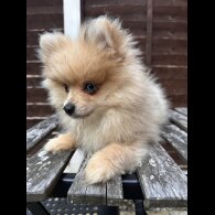 Pomeranian - Dogs