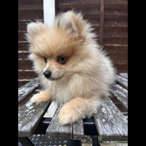 Pomeranian - Dogs
