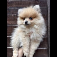 Pomeranian - Dogs