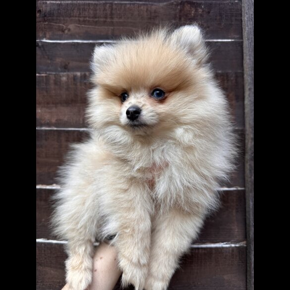 Pomeranian - Dogs