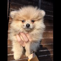 Pomeranian - Dogs