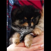 Pomeranian - Bitches