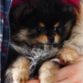 Pomeranian - Bitches