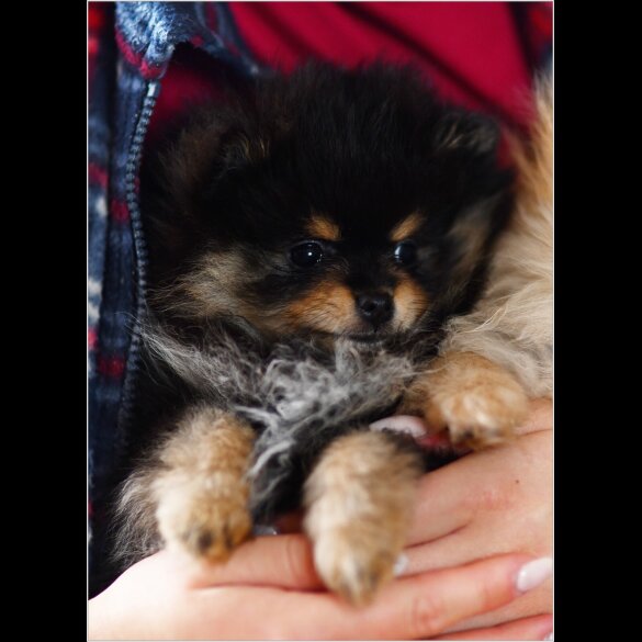 Pomeranian - Bitches