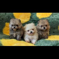 Pomeranian - Both