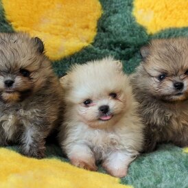 Pomeranian - Both