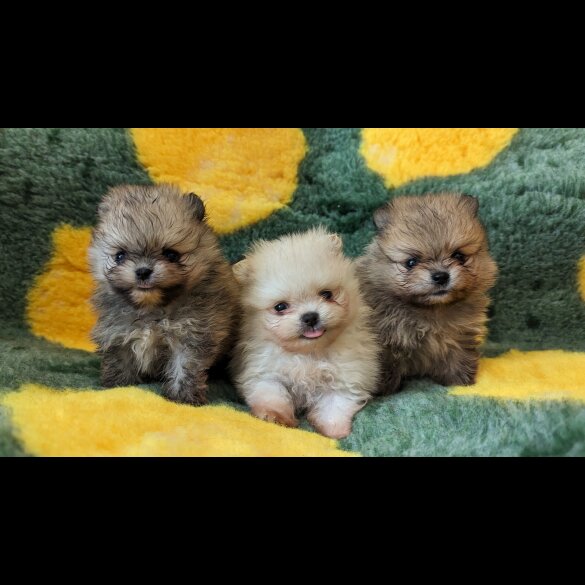 Pomeranian - Both