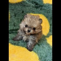 Pomeranian - Both