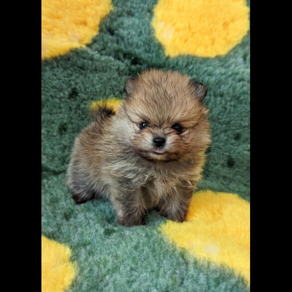 Pomeranian - Both