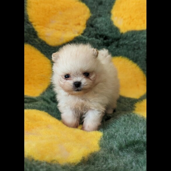 Pomeranian - Both