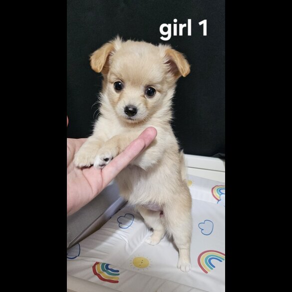 Pomeranian - Both