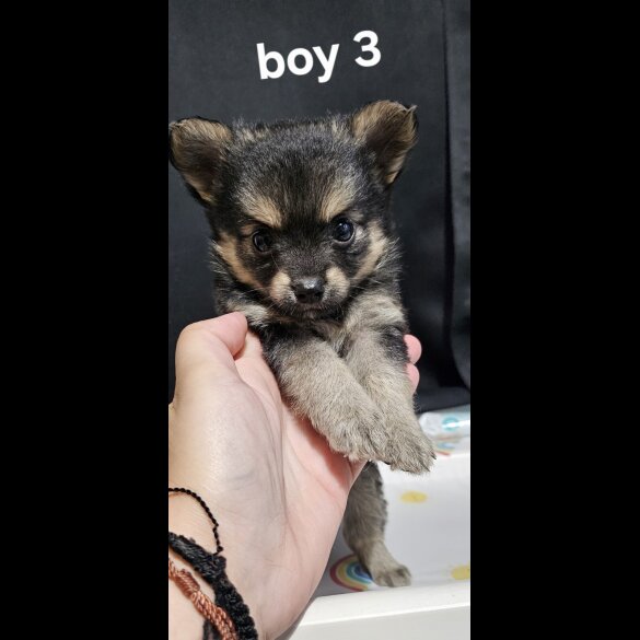 Pomeranian - Both