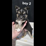 Pomeranian - Both