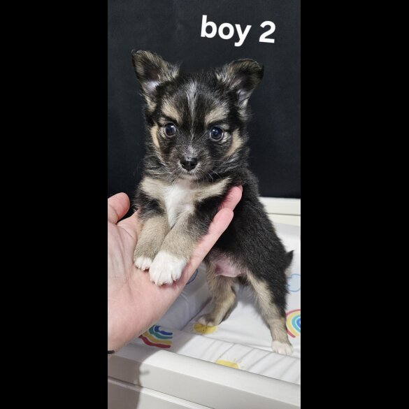 Pomeranian - Both