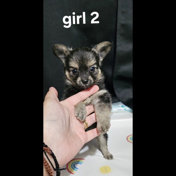 Pomeranian - Both