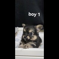 Pomeranian - Both