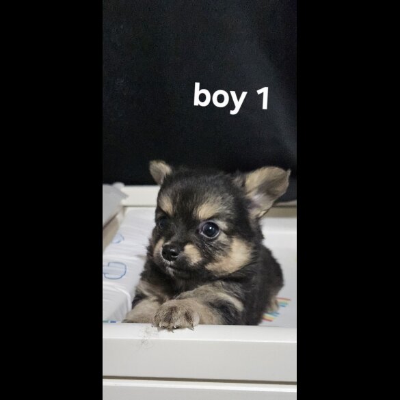 Pomeranian - Both