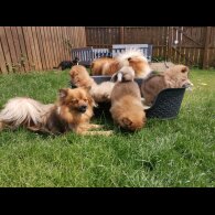 Pomeranian - Both
