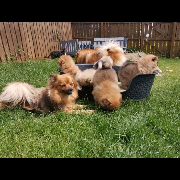 Pomeranian - Both