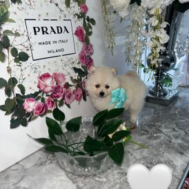 Pomeranian - Both
