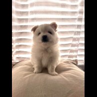 Pomeranian - Both