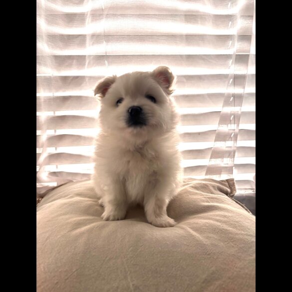 Pomeranian - Both