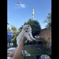 Pomeranian - Both