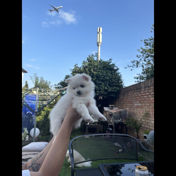 Pomeranian - Both