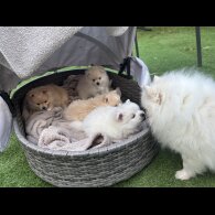 Pomeranian - Both