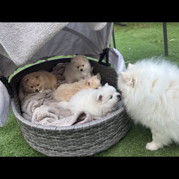 Pomeranian - Both