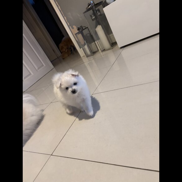 Pomeranian - Both