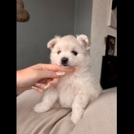 Pomeranian - Both