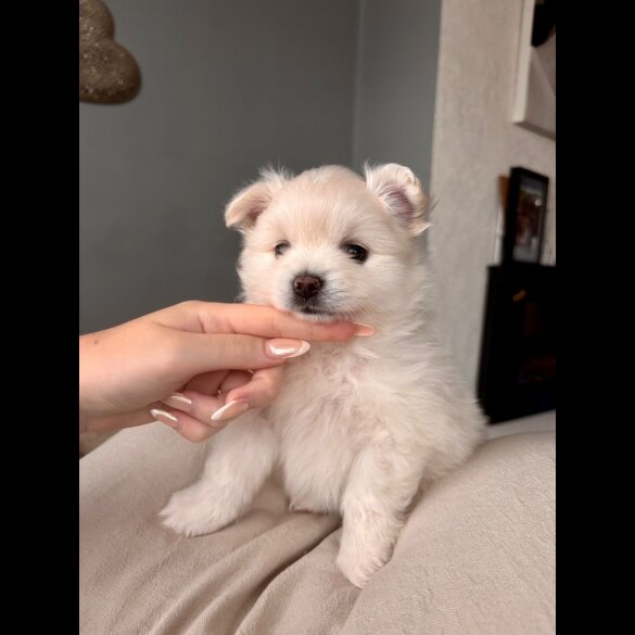 Pomeranian - Both