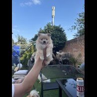 Pomeranian - Both