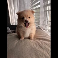 Pomeranian - Both