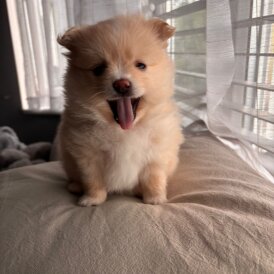 Pomeranian - Both