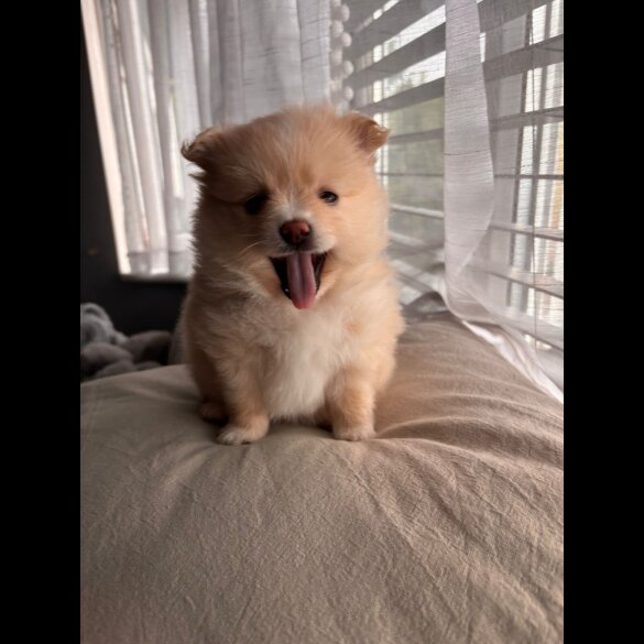 Pomeranian - Both