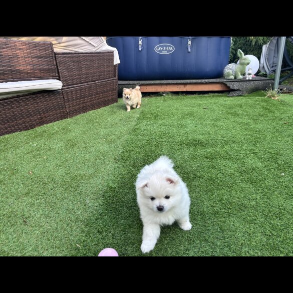 Pomeranian - Both