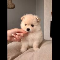 Pomeranian - Both