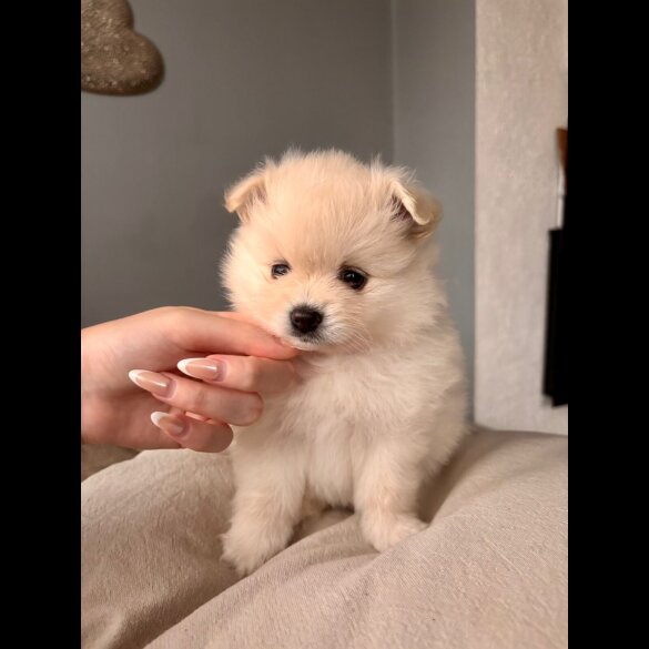 Pomeranian - Both