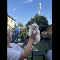 Pomeranian - Both