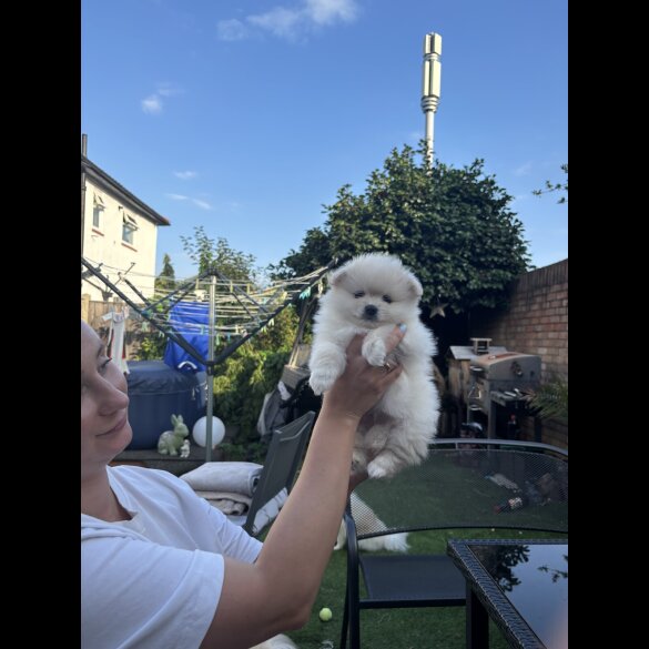 Pomeranian - Both